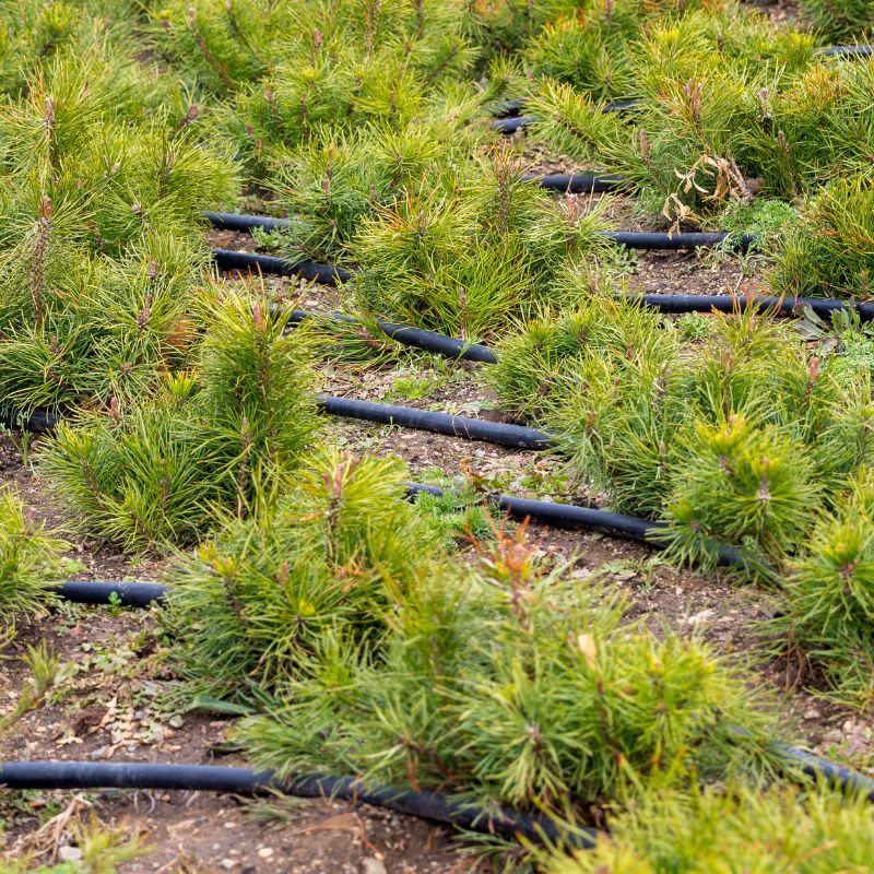 Application of Dripline (1)