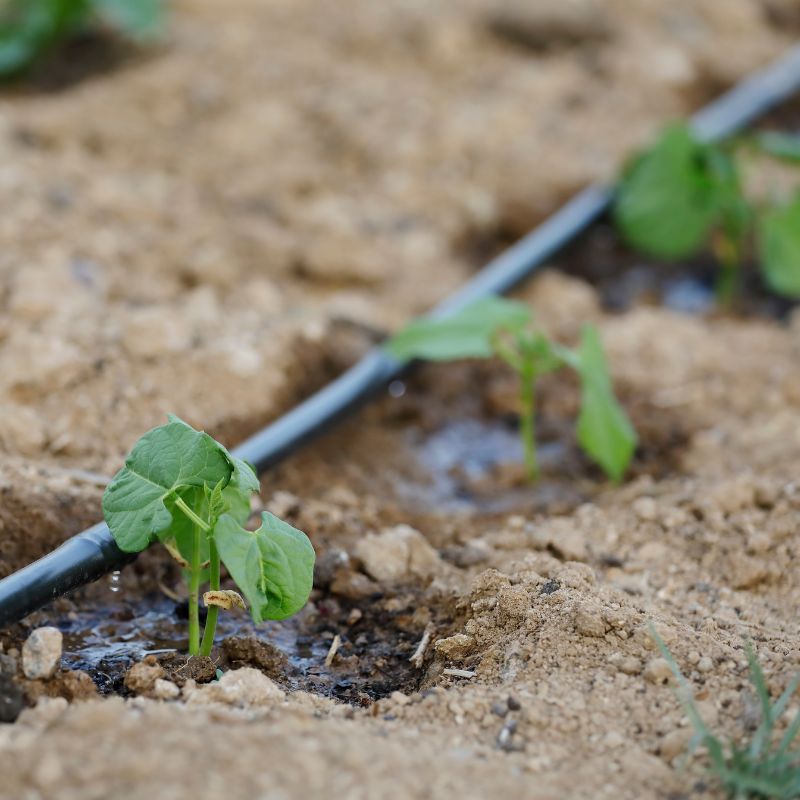 Application of Dripline (2)