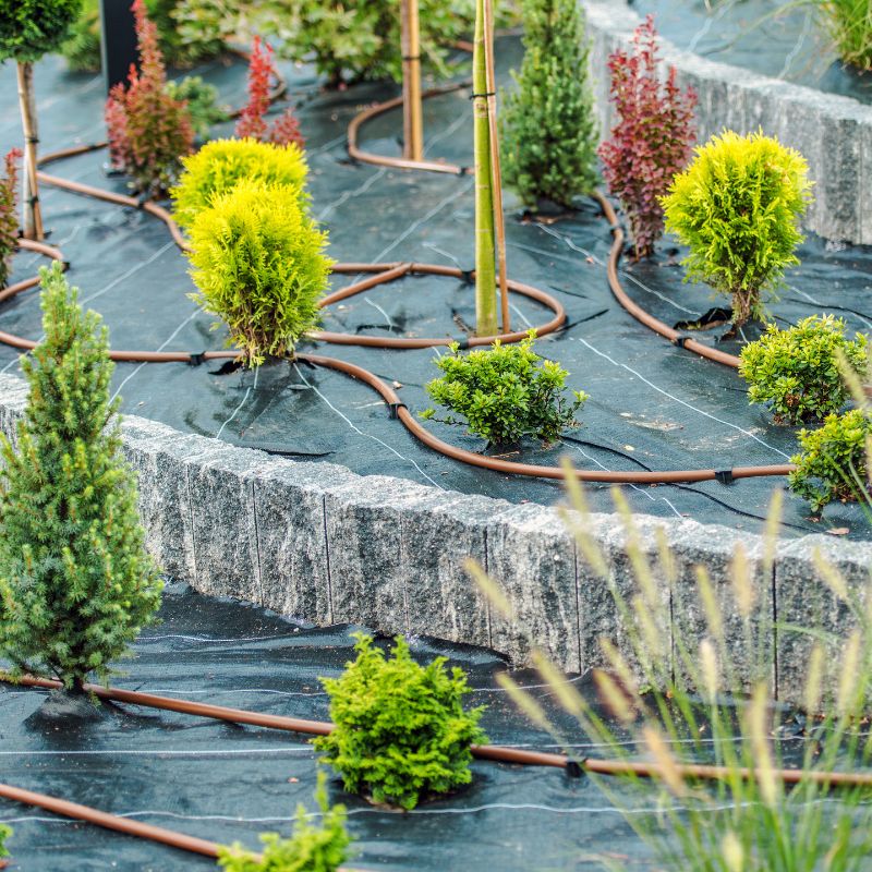 Application of Dripline (3)