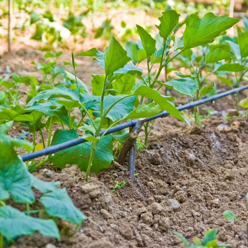 Application of Dripline (4)