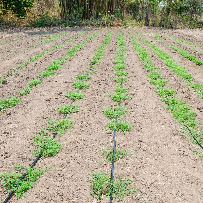 Application of Dripline (5)