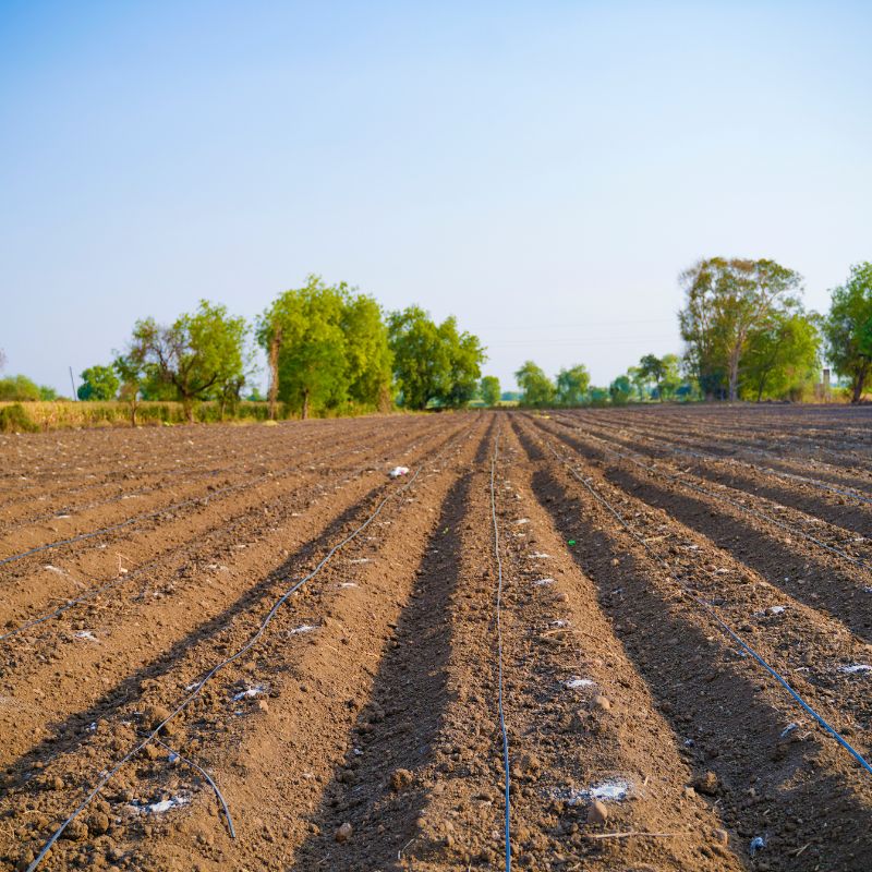 Application of Dripline (6)