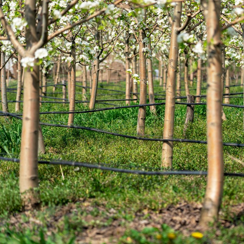 Application of Dripline (7)