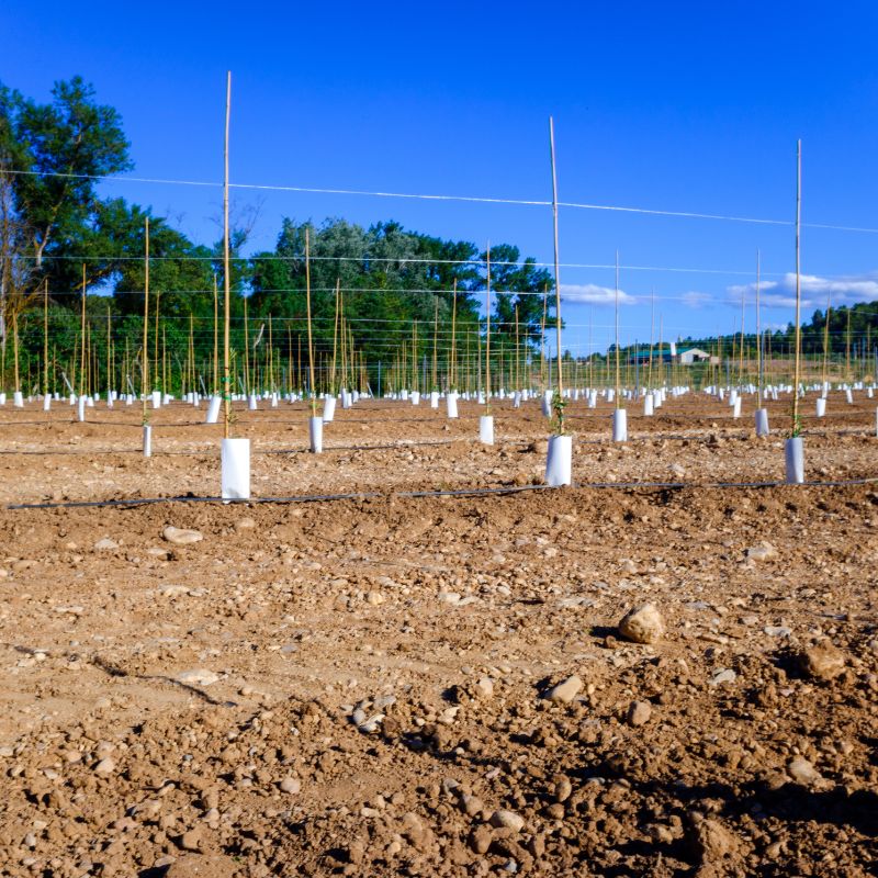 Application of Irrigation Dripper (1)