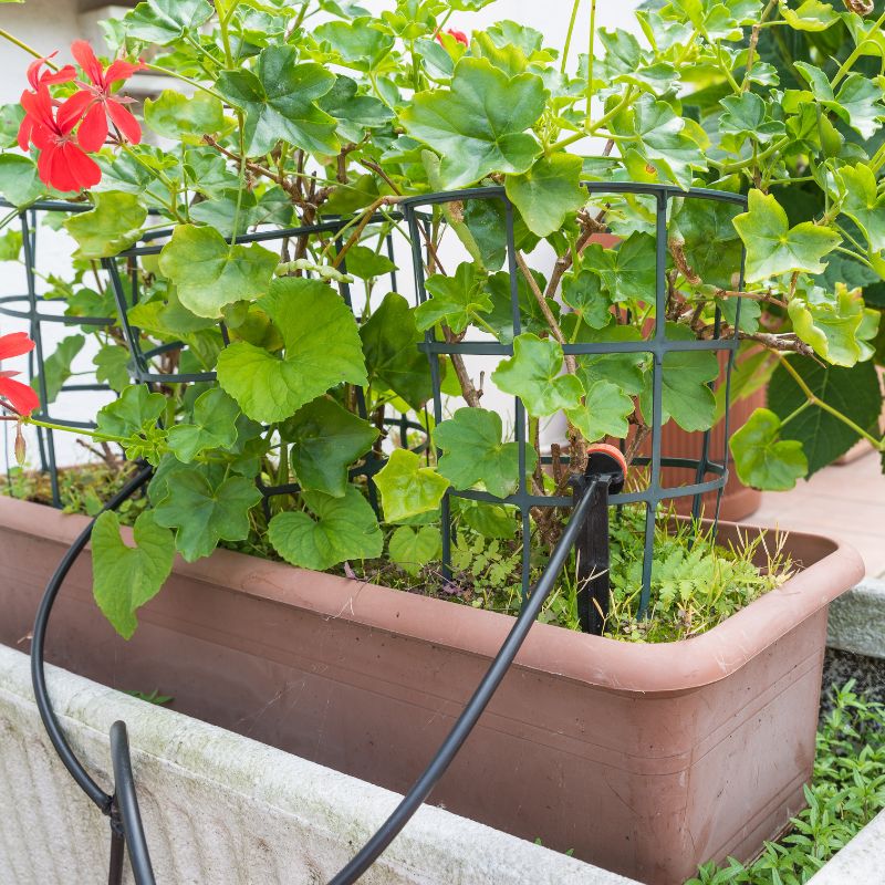 Application of Irrigation Dripper (2)