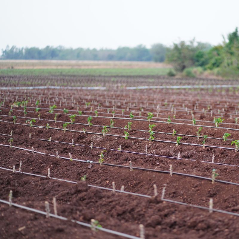 Application of Irrigation Dripper (3)