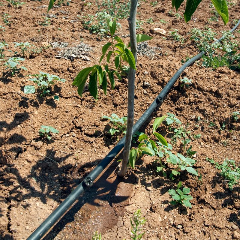 Application of Irrigation Dripper (4)