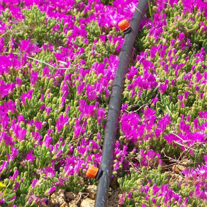 Application of Irrigation Dripper (6)