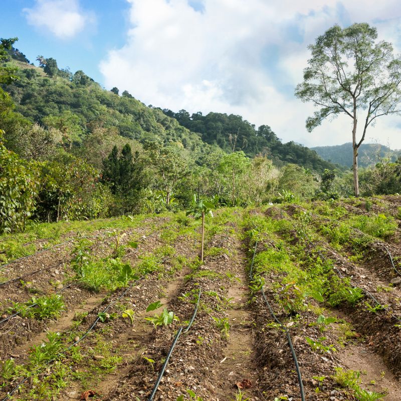 Drip Irrigation Mini Fittings2 (2)