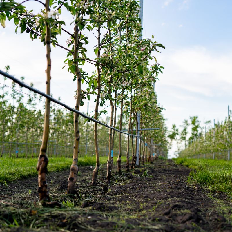 Drip Irrigation Valve Application (5)