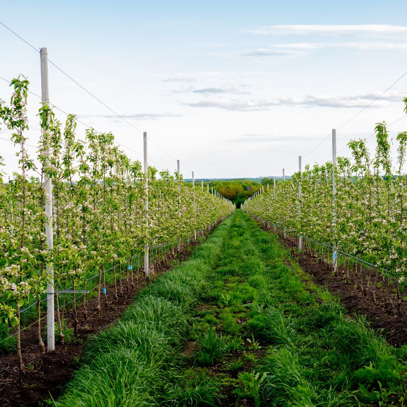 Drip Irrigation Valve Application (6)