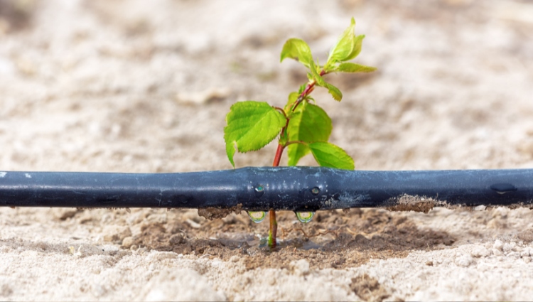 Blog Main Image - Pengairan titisan