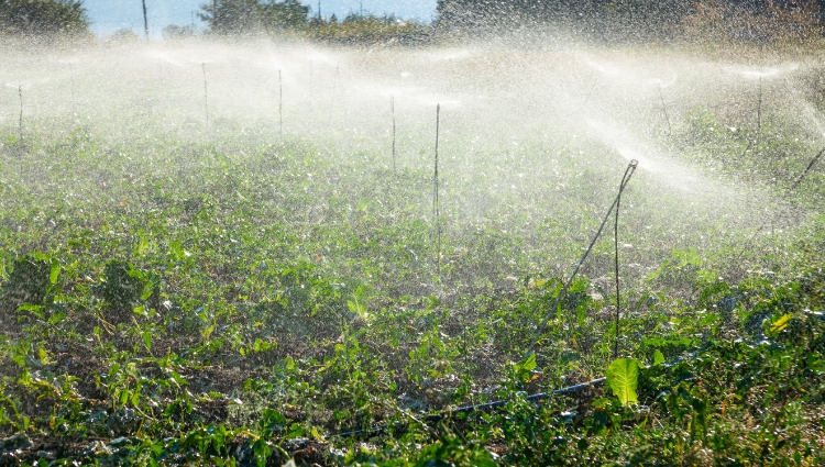 Blog Main Image - Pengairan pemercik