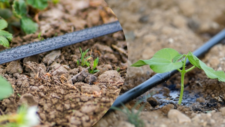 Blog main image-What's the Difference Between Drip Tape and Dripline, and How to Choose