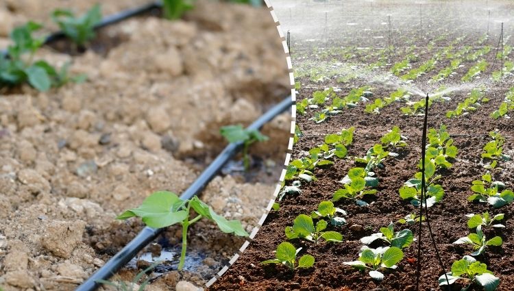 Drip vs Sprinkler Irrigation