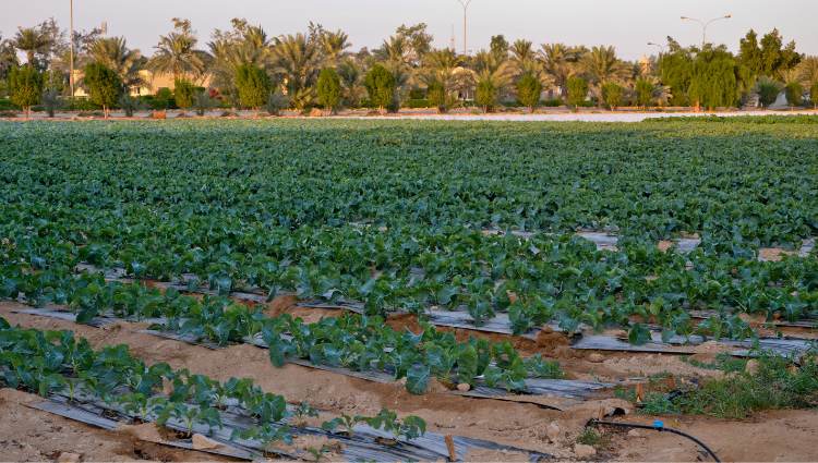 Drip Irrigation System