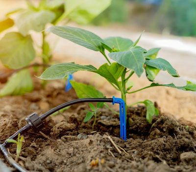 Arrow Dripper (1) Arrow Dripper (1)