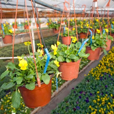 Arrow Dripper (3) Arrow Dripper (3)