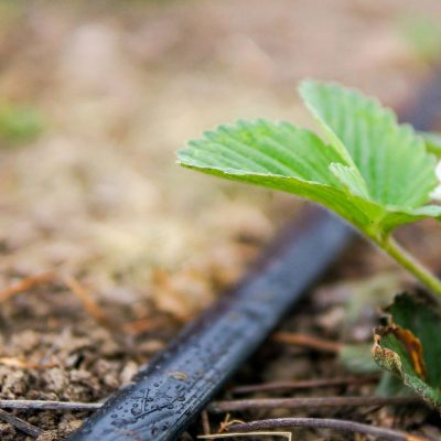 Drip Tape (3) Drip Tape (3)