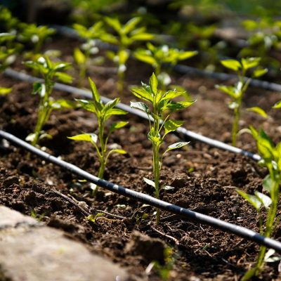 Dripline 1 (1) Dripline 1 (1)