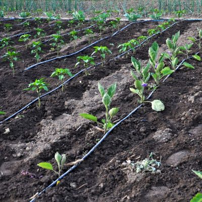 Dripline 1 (2) Dripline 1 (2)