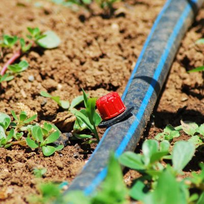 Dripper (2) Dripper (2)